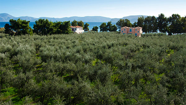 Makis in Beach Resort, Thermissia, Ermioni, Argolida